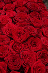 Big group of red roses