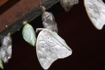 White Butterfly and crysalis