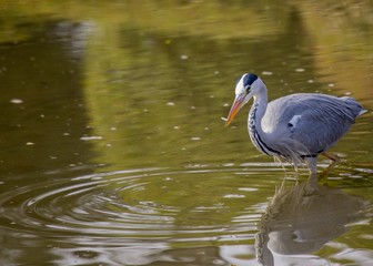 Grey Heron (Ardea cinerea)