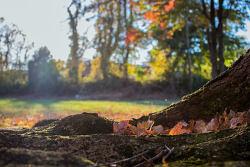 Autumn Scene With Closeup of Leaves In the Roots of a Tree