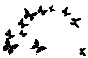Fototapeta premium Black butterfly on white background. Texture winged insects isolated. Nature in black and white. A lot of butterflies flying.