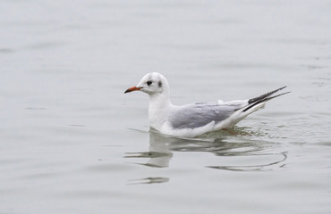 Seagull swimming in the water