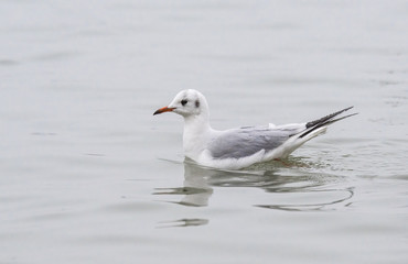 Fototapeta na wymiar Seagull swimming in the water