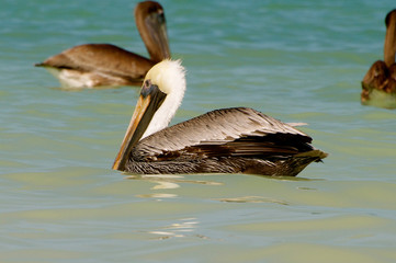 Pelican at a rest, floating on the water