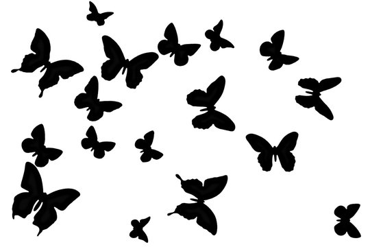 Black butterfly on a white background. Texture winged insects isolated. Nature in black and white. A lot of butterflies flying.