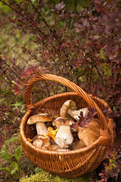 Beautiful Autumn Landscape Wicker Basket With Forest Edible Mushrooms Boletus Edulis, Chanterelle Near Bush Barberry In Garden.