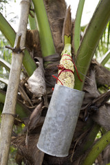 Thai Palm Sap