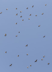 a flock of seagulls flying fast in the blue sky