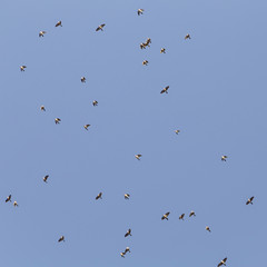 a flock of seagulls flying fast in the blue sky