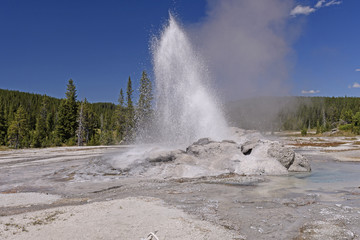 Geyser Erupting in the Wilderness