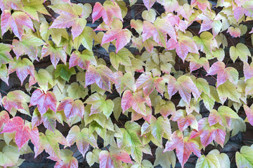 Red tinged leaves of an vine creeper covering a wall in a full frame nature and horticulture...