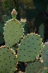 Prickly Pear Cactus, with faded flowers