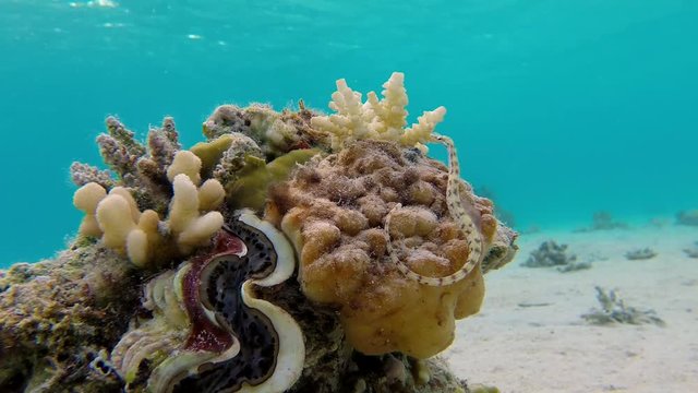 Underwater Colorful Maxima Clam And Pipefish. Picture of underwater maxima clam and pipefish in the tropical reef of the Red Sea, Dahab, Egypt. 