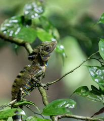 Chameleon sitting in branches in rain forest at Borneo