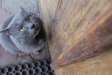 mature gray british cat outdoors waiting when doors open