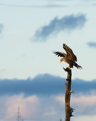 The eagle has landed! White tailed eagle with raised wings 