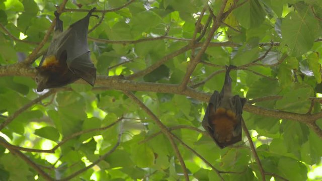 Flying foxes hangs on a tree branch and washes