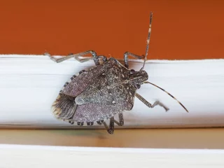 Foto op Canvas brown marmorated stink bug insect animal indoor © Claudio Divizia