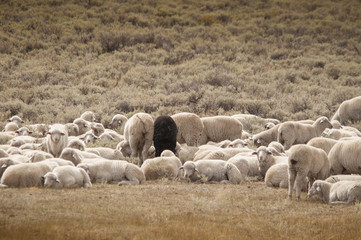 Black Sheep Amid Herd of White Sheep