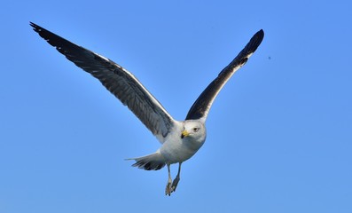 Flying Juvenile Kelp gull (Larus dominicanus), also known as the Dominican gull and Black Backed Kelp Gull. Natural blue  background . False Bay, South Africa