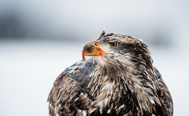 Close up portrait of juvenile  Bald eagle ( Haliaeetus leucocephalus ). Alaska