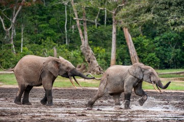 Attacking Forest Elephant (Loxodonta africana cyclotis), (forest dwelling elephant) of Congo Basin....
