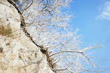 Obraz premium 雪の朝