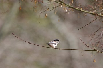 long-tailed tit perching on a twig　梢でさえずるエナガ