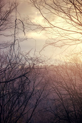 Fototapeta na wymiar 夕景の木の枝