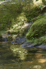 Naklejka na ściany i meble River between the rainforest of the Itatiaia National Park in Rio de Janeiro