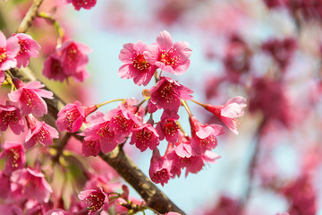 Cherry blossoms in full bloom in Tokyo - Japan spring-