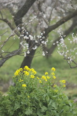 梅林の中に咲いた菜の花