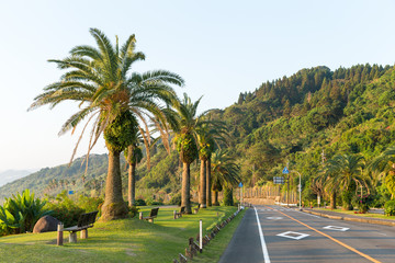 Fototapeta premium Road with palm tree
