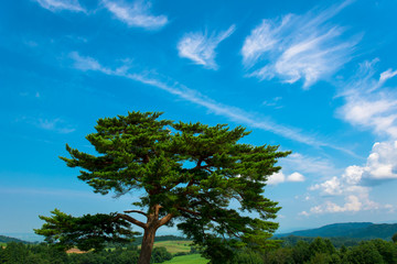 Obraz premium 松と青空