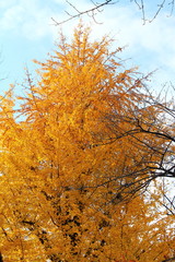 Yokoamicho Park in autumn.  Yokoamicho park is Sumida word in Tokyo, Japan.
