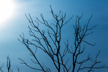 silhouette old dead tree