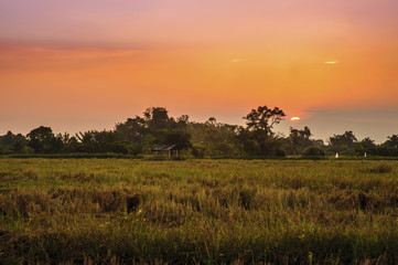 Stubble of rice after harvest in rural at sunset
