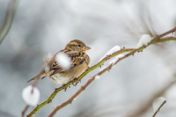 Sparrow standing during Winter