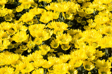chrysanthemum