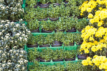 chrysanthemum