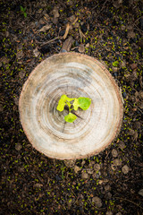 Green leaves with wood stump