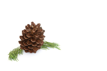 Closeup photo  pine cone and branch isolated on white