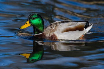 Fototapeta premium Mallard Duck Drake Reflection in Pond