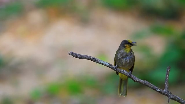 Stripe-throated Bulbul Bird, standing on a branch in nature of thailand