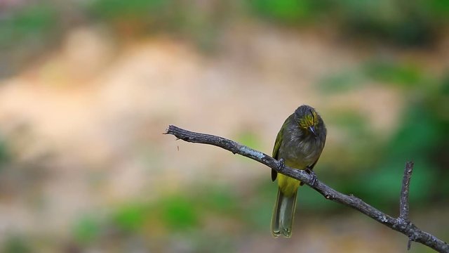 Stripe-throated Bulbul Bird, standing on a branch in nature of thailand