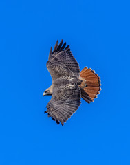 Redtail hawk flying overhead wings spread