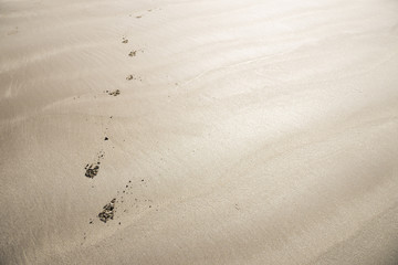砂浜の犬の足跡
