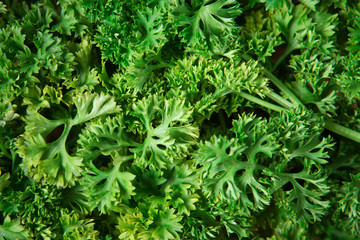 Fototapeta na wymiar parsley