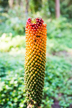 Closed Up Konjac Fruit, The Plant In The Forest