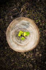 Green leaves with wood stump